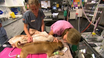 De Dierenkliniek Down Under - Afl. 25