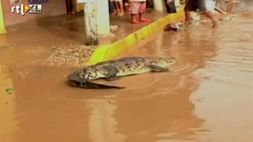 RTL Nieuws Krokodillen rukken op na overstromingen