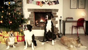 Editie NL Honden zingen Jingle Bells