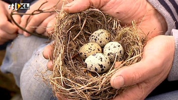 Green-kids Vogelnestjes: vraag van de dag