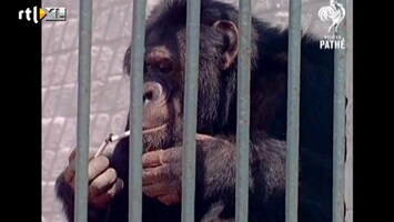 Editie NL Chimpansee is kettingroker en drinkt bier