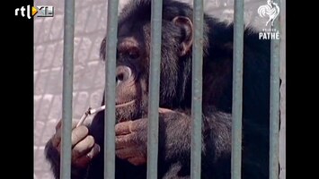 Editie NL Chimpansee is kettingroker en drinkt bier