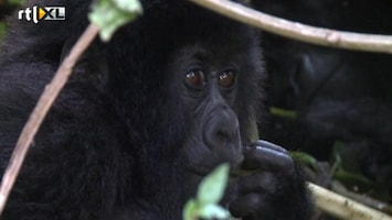 RTL Nieuws Gorilla's in Congo