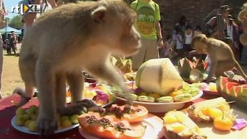 RTL Nieuws Vijfsterrenmaal voor Thaise apen