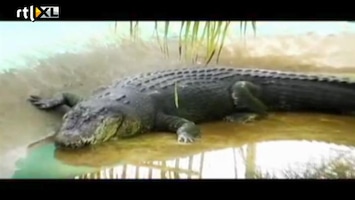 Editie NL 's Werelds grootste krokodil dood