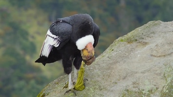 Wild Colombia Serranía de la Macarena