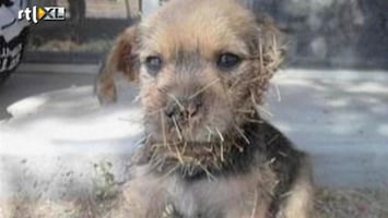 Editie NL Zielig: puppy gered uit cactus