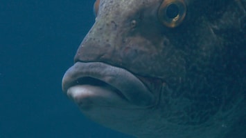 Burgers' Zoo Natuurlijk De reuzendiklipvis