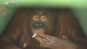 RTL Nieuws Rokende orang-oetan moet afkicken