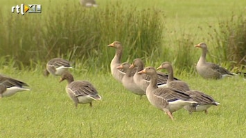 RTL Nieuws Levensgevaarlijke zwermen vogels