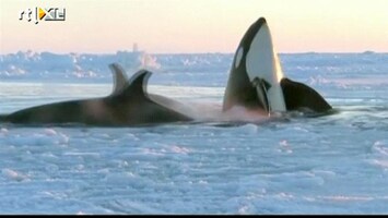RTL Nieuws Vastgevroren orka's redden zichzelf