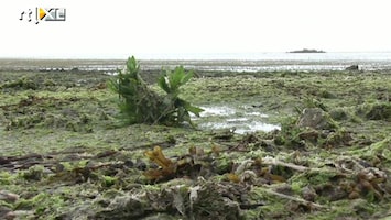 RTL Nieuws Stranden Frankrijk dicht om algenplaag