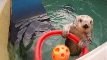 RTL Nieuws Otter speelt basketbal als therapie