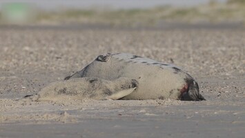 Eerste beelden van pasgeboren klapmuts op Vlieland