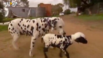 Editie NL Dalmatiër adopteert identiek lammetje!