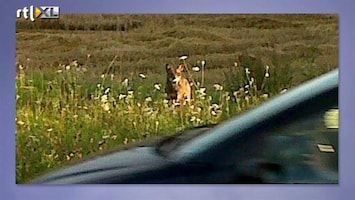 RTL Nieuws Wolf gespot in Nederland