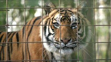 Hitserie Tiger King leidt tot fokverbod tijgers in VS