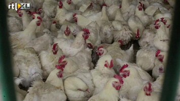 RTL Z Nieuws Al 6 doden bij vogelgriep China