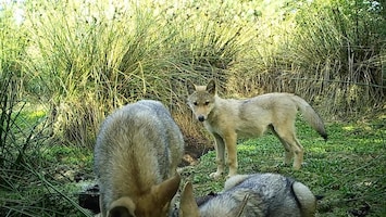 Zoete beelden: spelende wolvenwelpen in Drenthe