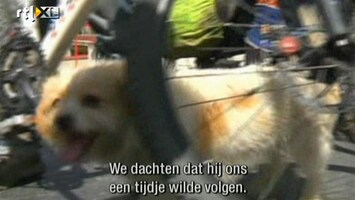 Editie NL Hond rent 1700 km