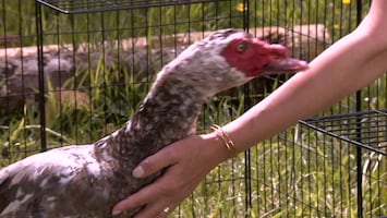 Eigen Huis & Tuin: Lekker Leven Afl. 73