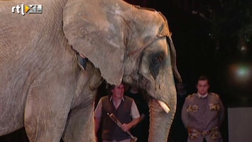 RTL Nieuws Wilde dieren binnenkort verboden in het circus