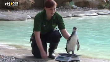 RTL Nieuws Dieren op de weegschaal in de London Zoo