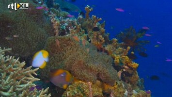 RTL Nieuws Koraal verdwijnt rap uit Great Barrier Reef