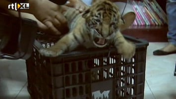 RTL Nieuws Thaise man smokkelt 16 witte tijgertjes