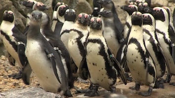 Burgers' Zoo Natuurlijk - De Pinguïn