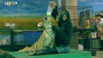 RTL Nieuws Aap geeft tijgerwelpen de fles