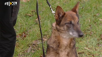 Editie NL Komt een vrouw bij de hond