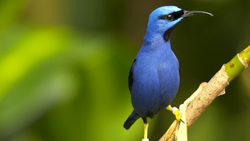 Burgers' Zoo Natuurlijk - De Nectarvogels