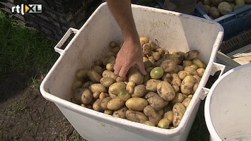 RTL Nieuws Doorbraak: Aardappel groeit op zoute grond