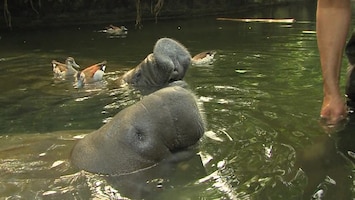 Burgers' Zoo Natuurlijk De Caribische zeekoe