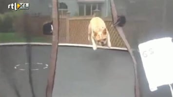 Editie NL Hond vindt trampoline fantastisch