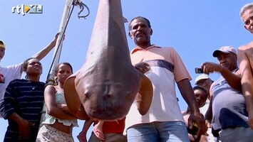 RTL Nieuws Braziliaanse kustplaats opent jacht op haaien