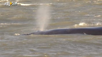 RTL Nieuws Walvis gestrand in Waddenzee