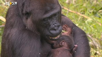 Editie NL Zeldzame gorilla-tweeling geboren!