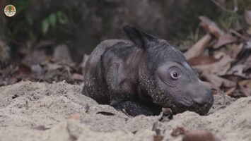 Zeldzame en bedreigde babyneushoorn zet eerste stapjes