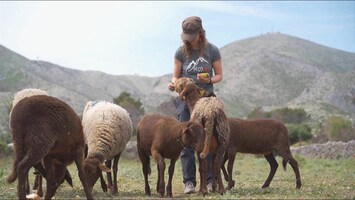 Schapen maaien in Spanje het gras voor de voeten van het vuur weg