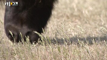 RTL Nieuws Zorgen bij boeren over droogte