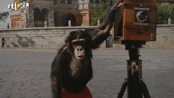 RTL Nieuws 'Chimpansee Mikki is een abstract impressionist'