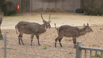 Burgers' Zoo Natuurlijk - De Waterbok