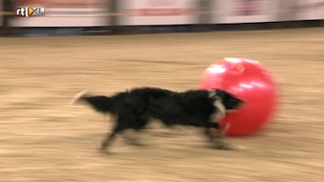 Royal Canin Dog Challenge Royal Canin Dog Challenge /1