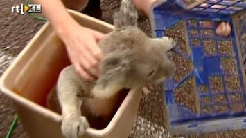 RTL Nieuws Dieven brengen koala terug