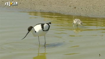 RTL Nieuws Broed- en trekvogels in Utopia