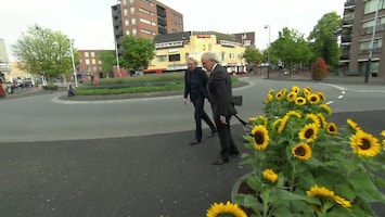 Zonnebloemen
