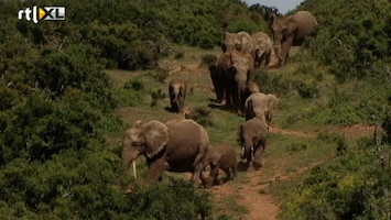 RTL Travel's Hotlist Nummer 10: Wildkamperen in Zuid-Afrika.