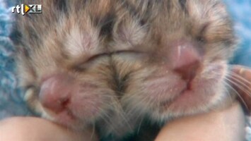 RTL Nieuws Katje met twee koppies geboren